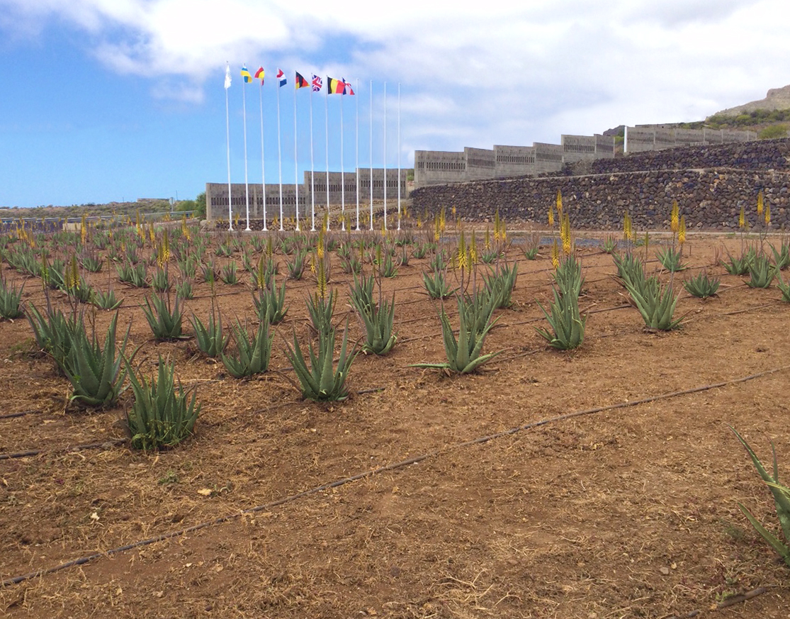 Finca Arona
