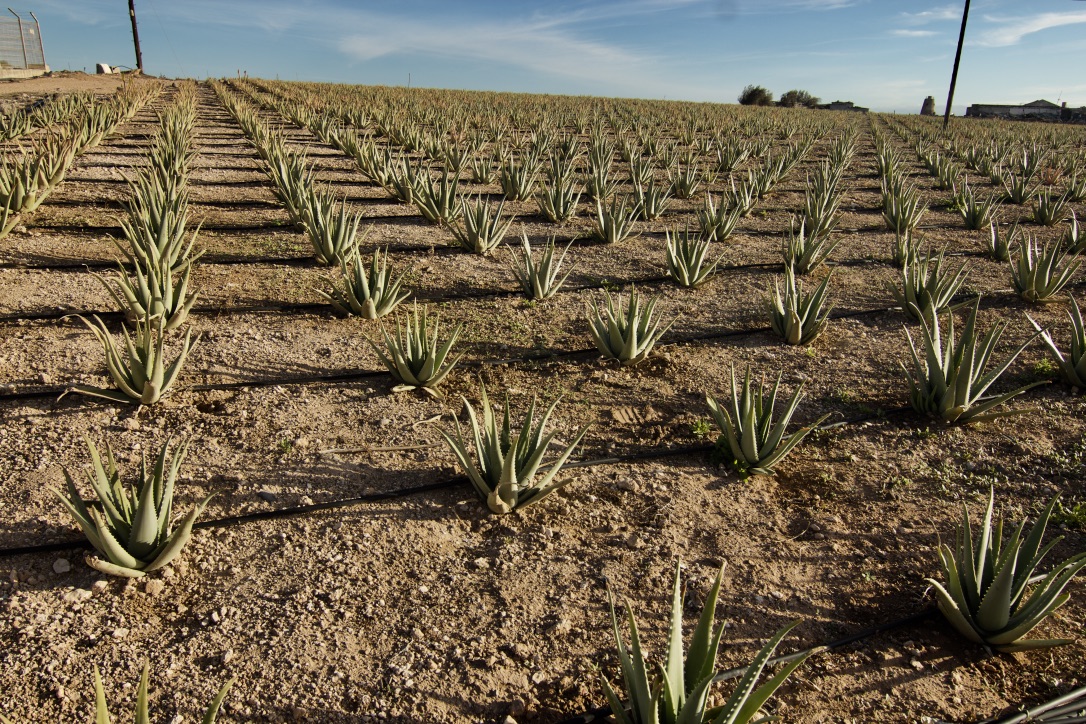 Finca El Goro