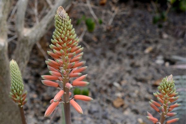 aloe vera blume