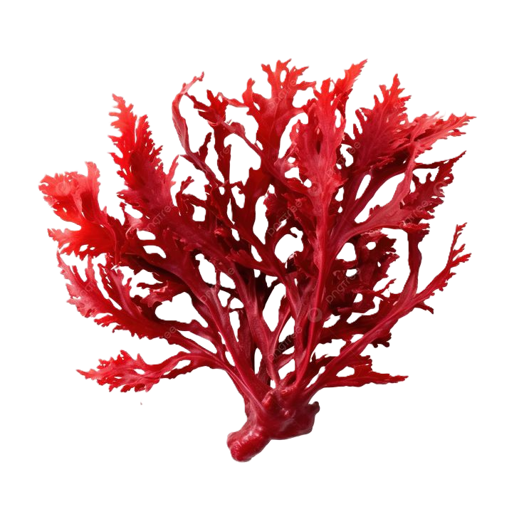 Alga Roja