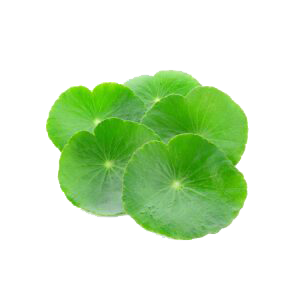 Centella asiática