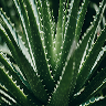 Corteza de aloe vera