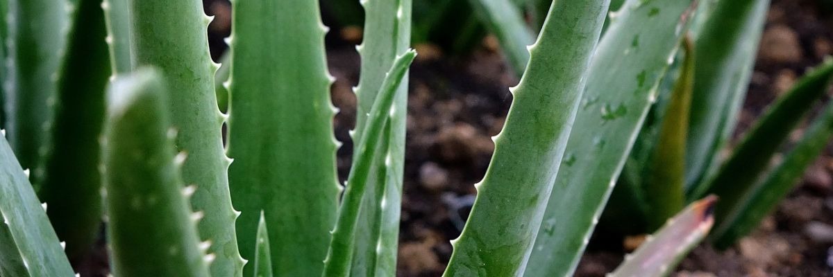 Wie man die Aloe Vera Blüte erkennt