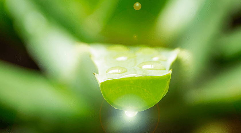 Aloe Vera, a natural remedy since centuries