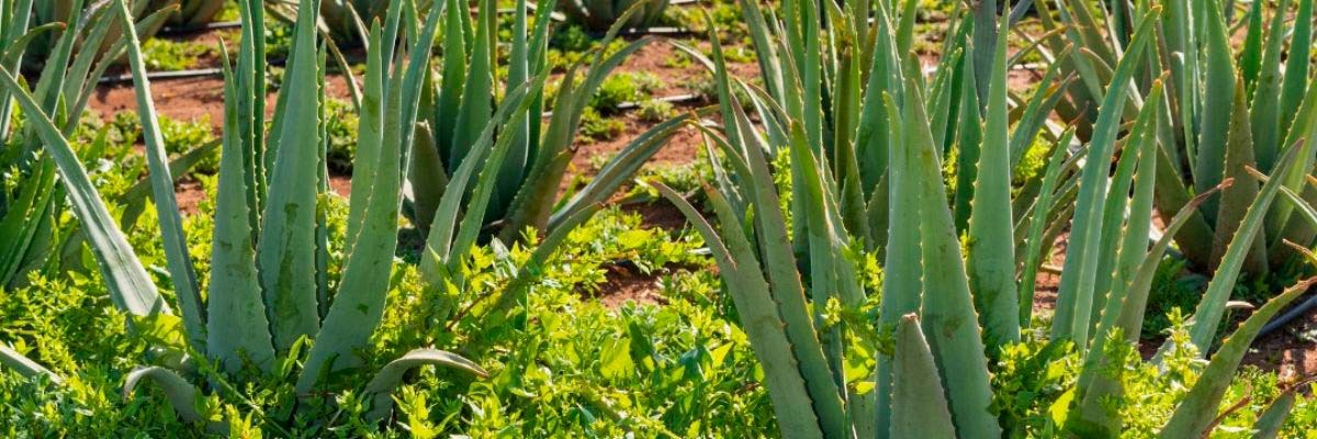 How to take care of your aloe vera plant