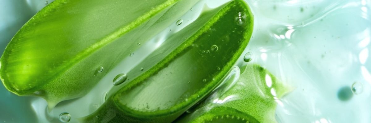 Die Rolle der Aloe Vera in der Naturkosmetik