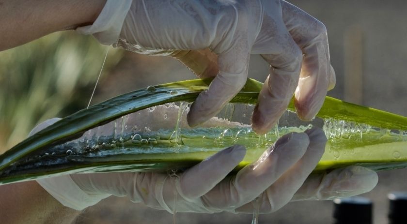 Benefits and properties of aloe vera