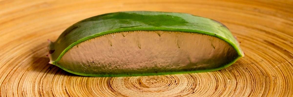 Aloe Vera gegen die Nebenwirkungen der Chemotherapie