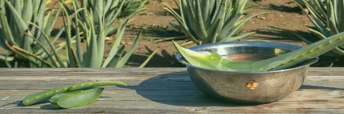 Aloe Vera gegen Cholesterin: das beste natürliche Heilmittel