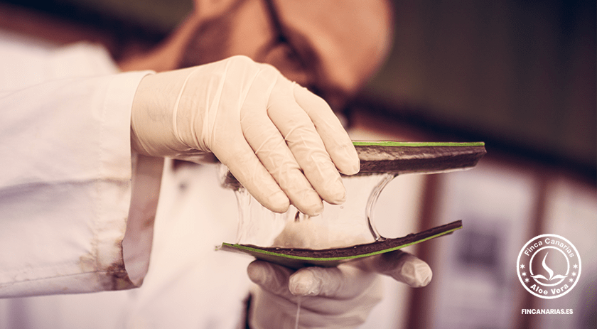 Kanarische Aloe Vera, ökologisch und rein