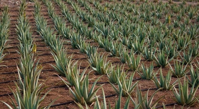 Eigenschaften und Vorteile von natürlichem Aloe Vera Saft