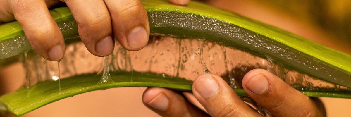 Wie erkennt man gefälschte Aloe Vera?