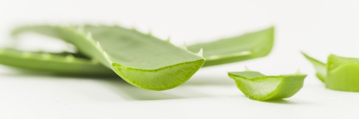 Aloe Vera als Zellregenerator