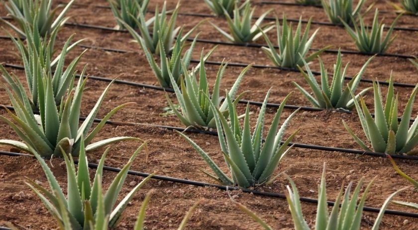 Verschiedene Sorten der Aloe-Vera-Pflanze