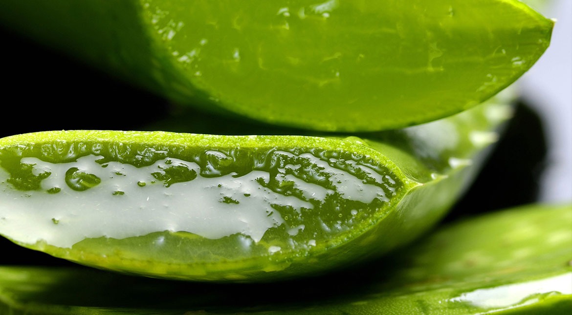 Aloe Vera unendliche eigenschaften für die gesundheit