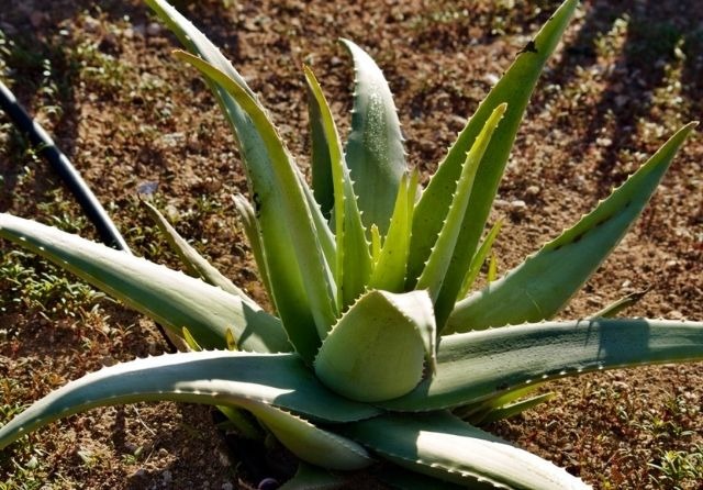 Wie man Alopezie mit Aloe Vera Produkten bekämpft