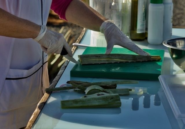  Kanarischen Aloe-Vera-Farmen. Besuchen Sie uns