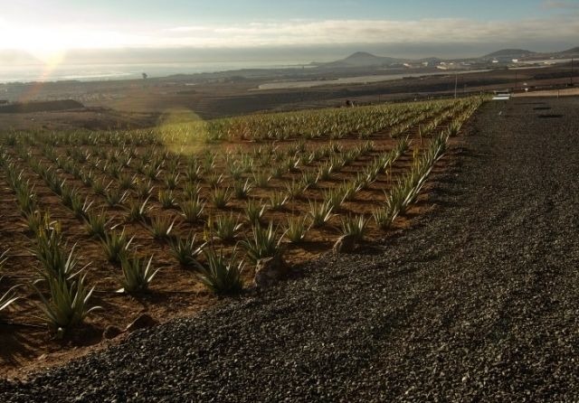 What are organic crops and what differentiates them from traditional crops?