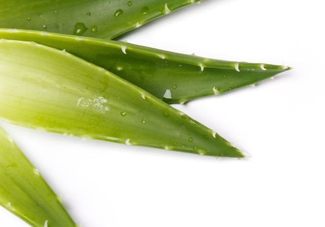 Bekämpfen Sie Mundgeruch mit Aloe Vera