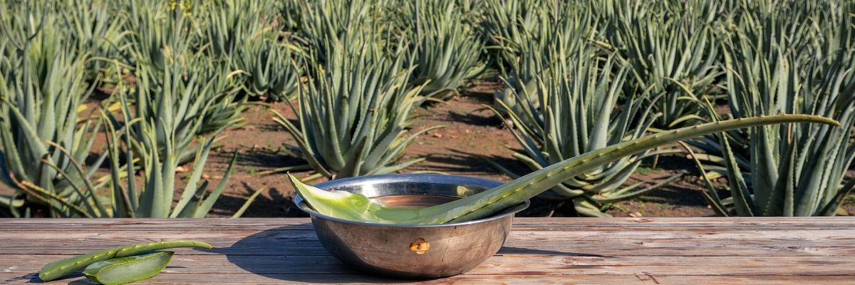 Vorteile von Aloe-Vera-Wärmegel