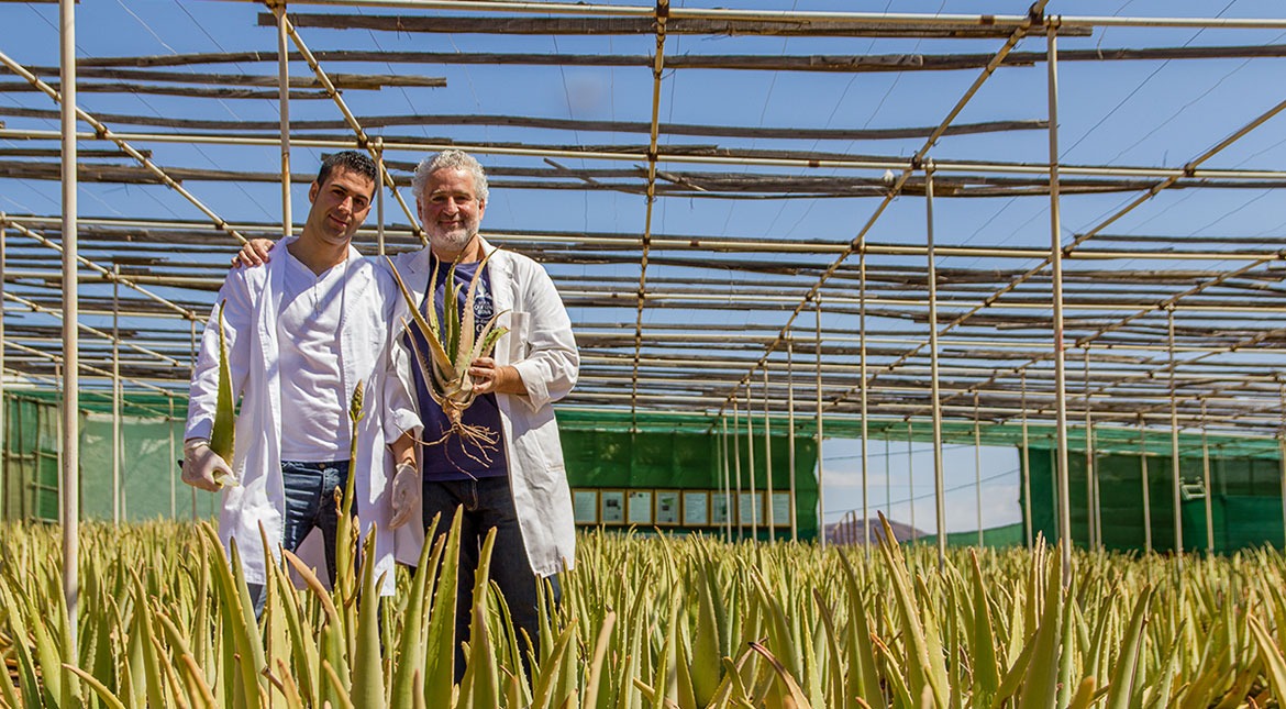 Aloe Vera from Canary Islands is 100% ecological